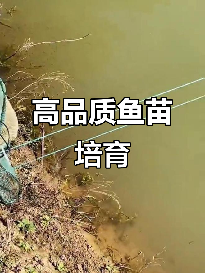 鱼苗种类繁多,努力培育优质高体鳑鲏