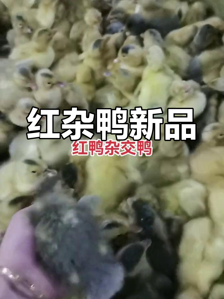 海南红鸭与四川麻鸭杂交,诞生新品种