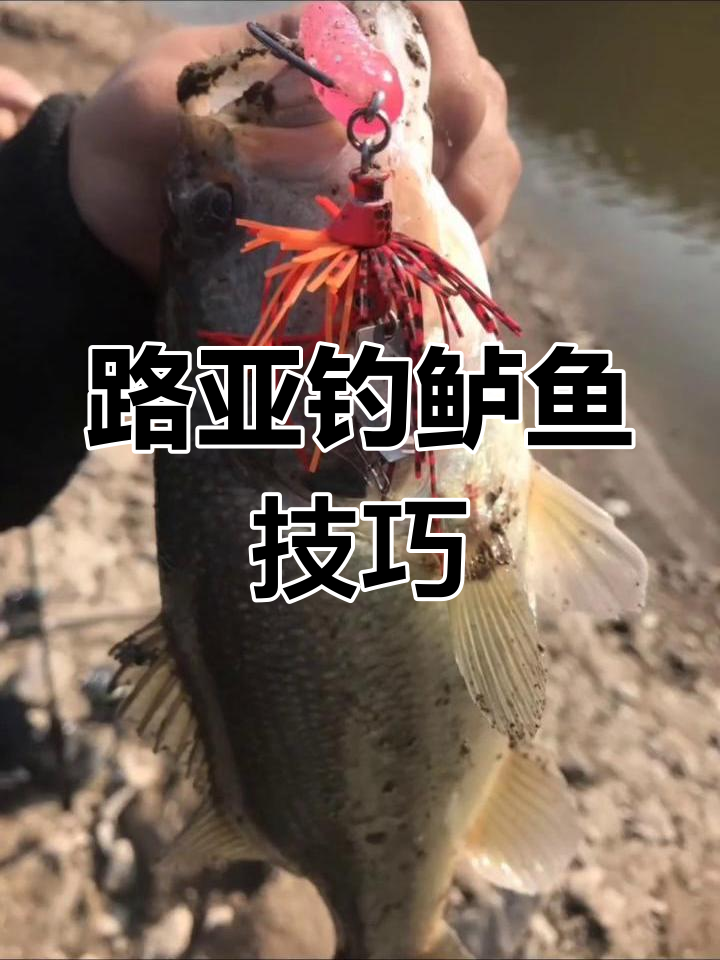 淡水鲈鱼路亚钓法全解析