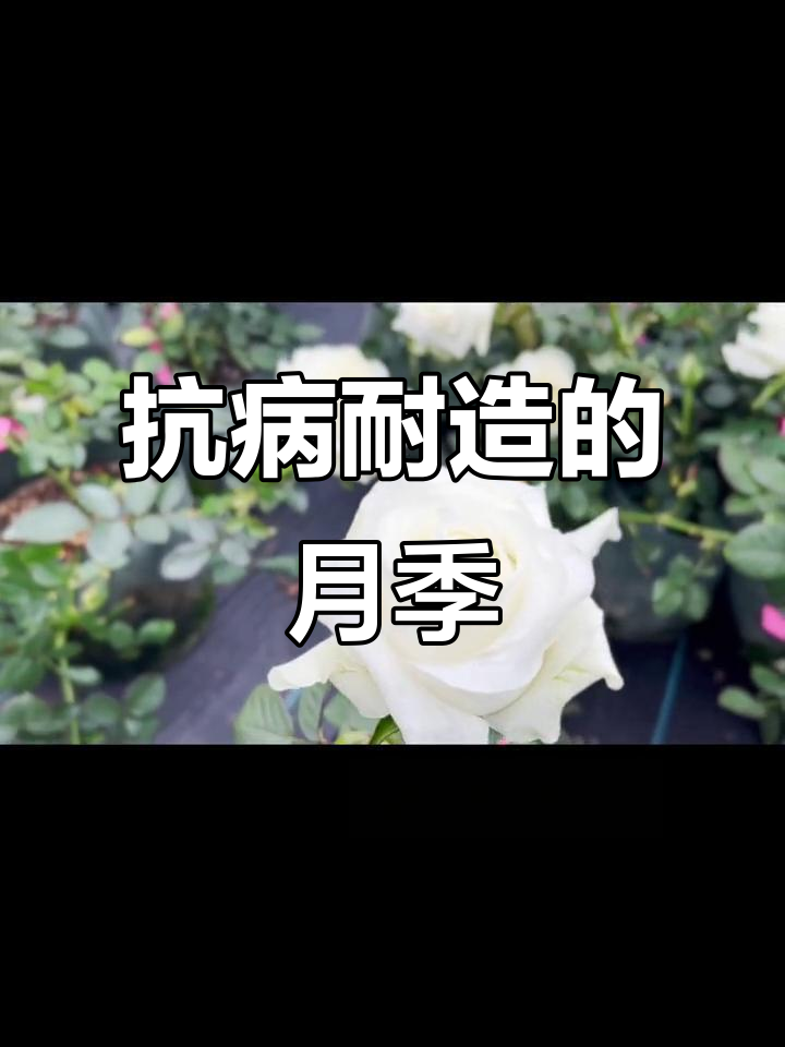 白巧克力月季:奶白花香,抗病耐造,切花首选