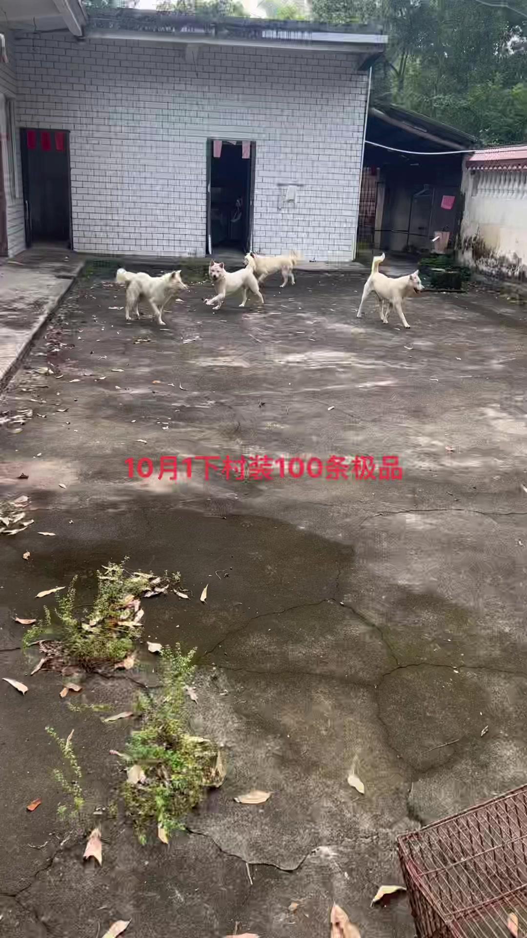 今天容县-玉林一路装过去!农村土狗 肉狗养殖 狗场 狗贩子 养狗人