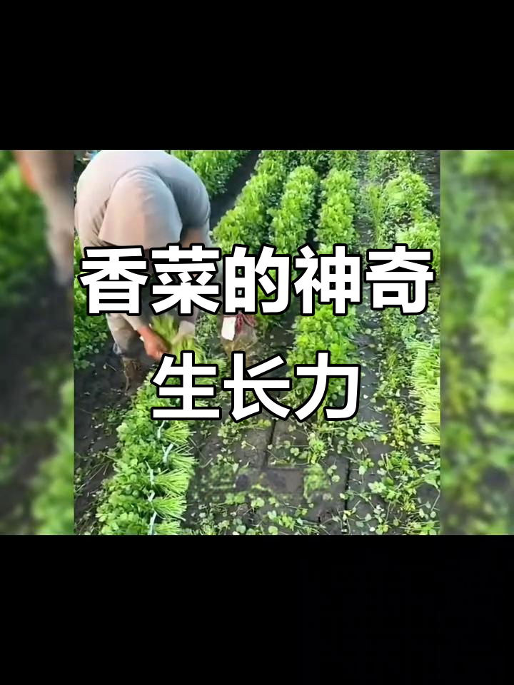 香菜割掉还能再长,原来是这样!
