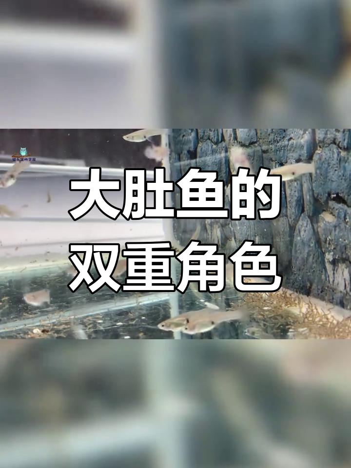 食文鱼:灭蚊高手,却成南方水域的“灾难”