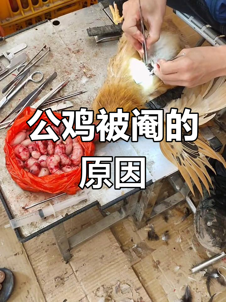 农村公鸡阉割的秘密:为何要这么做?