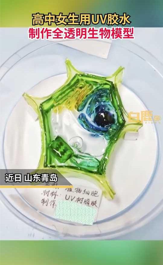 感受学习的乐趣!高中生制作出透明植物细胞模型