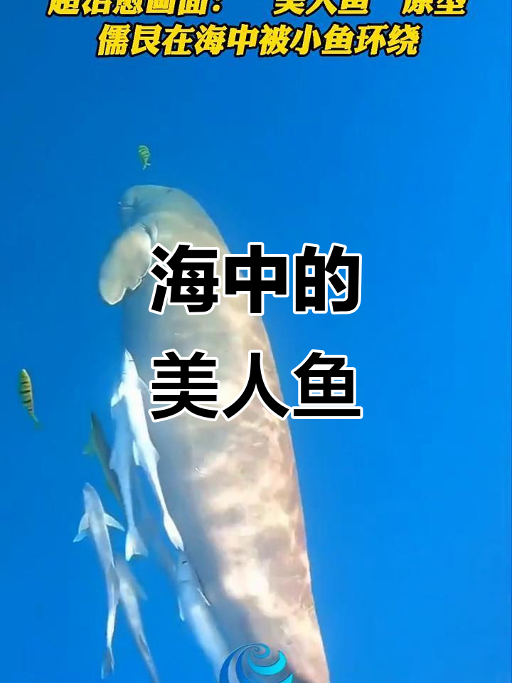 儒艮与小鱼共舞,海中美人鱼般的美丽画面