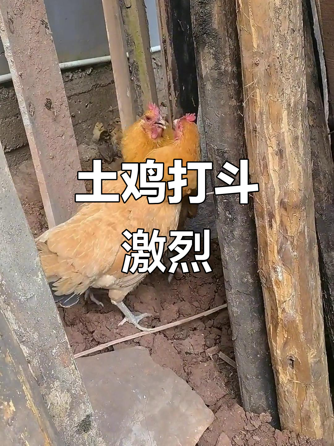 带小鸡的老母鸡挑战下蛋冠军，谁更胜一筹？