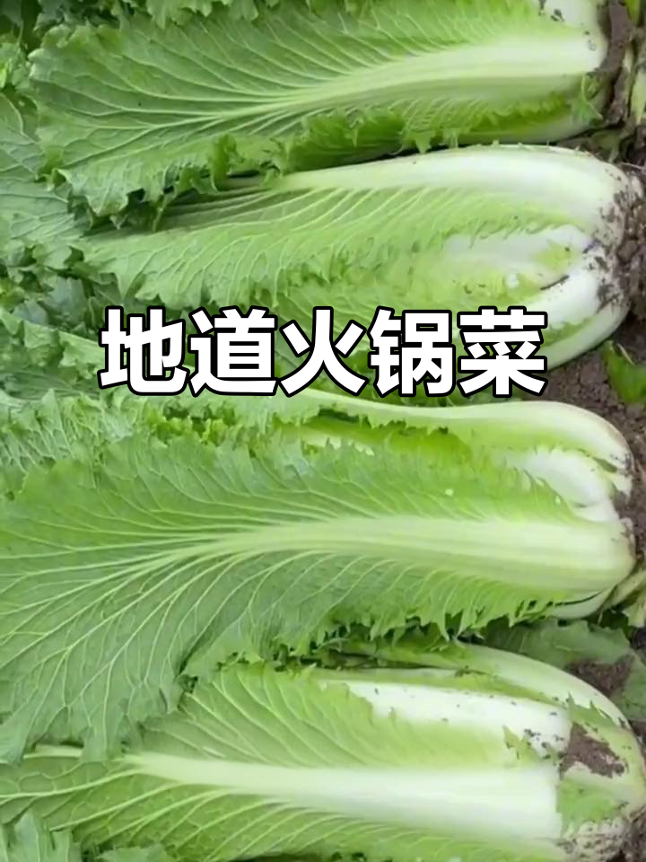天津青麻叶白菜：火锅必备，耐寒抗病又美味