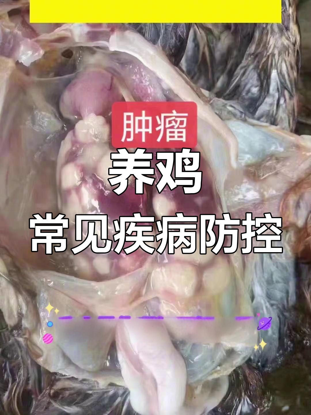 鸡肿瘤病解析:如何预防与应对禽白血病