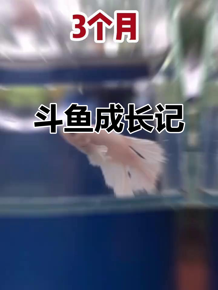 泰国斗鱼成长全纪录,纯白大耳超萌!