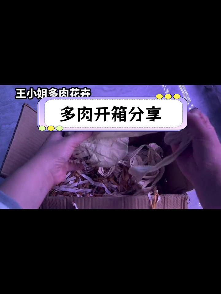 月亮石、粉蓝鸟与侧影:经典多肉品种开箱