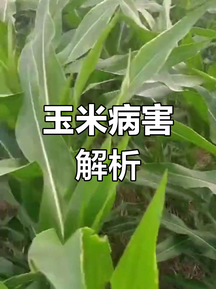 玉米顶腐病频发,了解原因与防治方法,助力农业生产