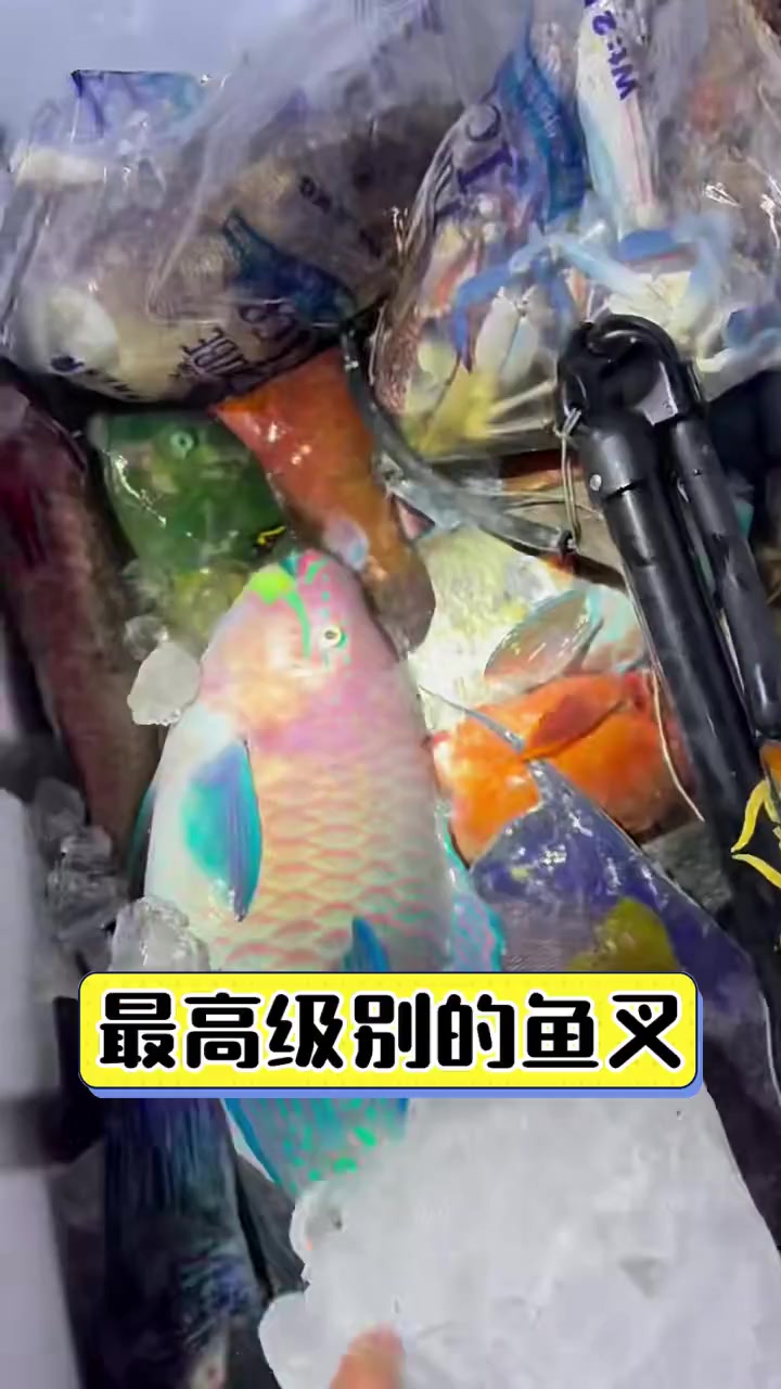 最高级别的鱼叉