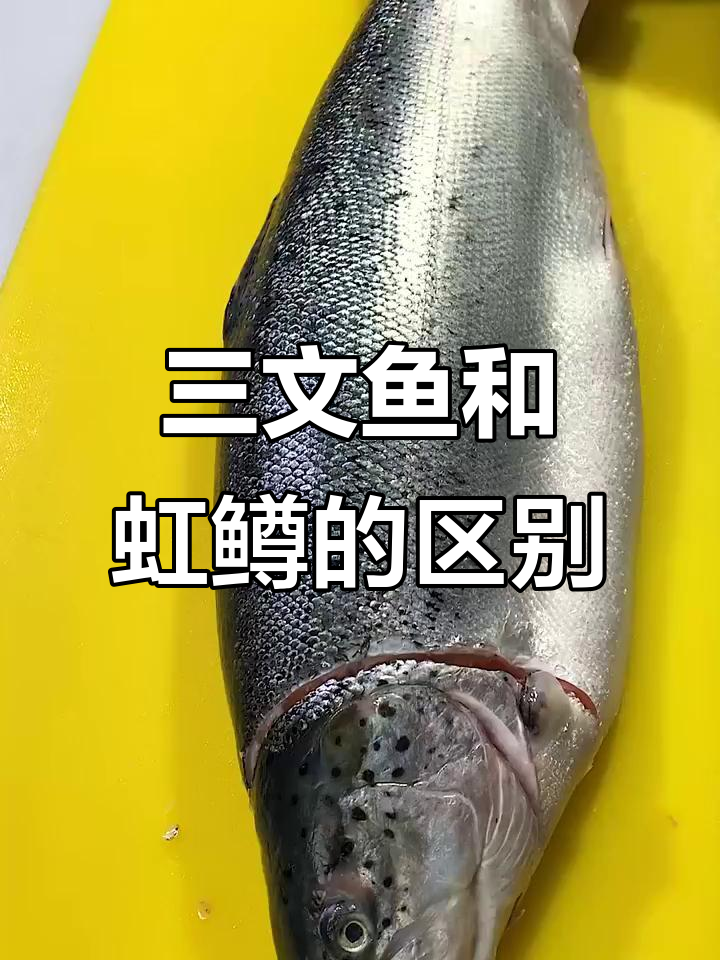为什么总有人误以为是虹鳟鱼?三文鱼的真相大揭秘