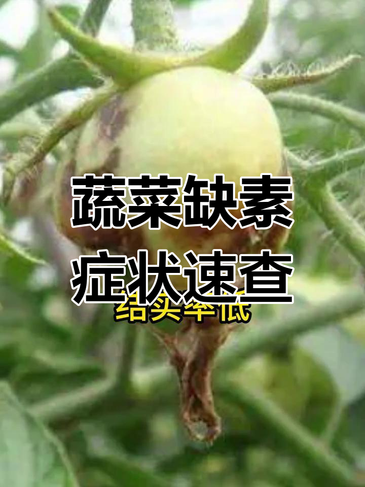 蔬菜缺素症状全解析:氮磷钾钙缺失表现大揭秘