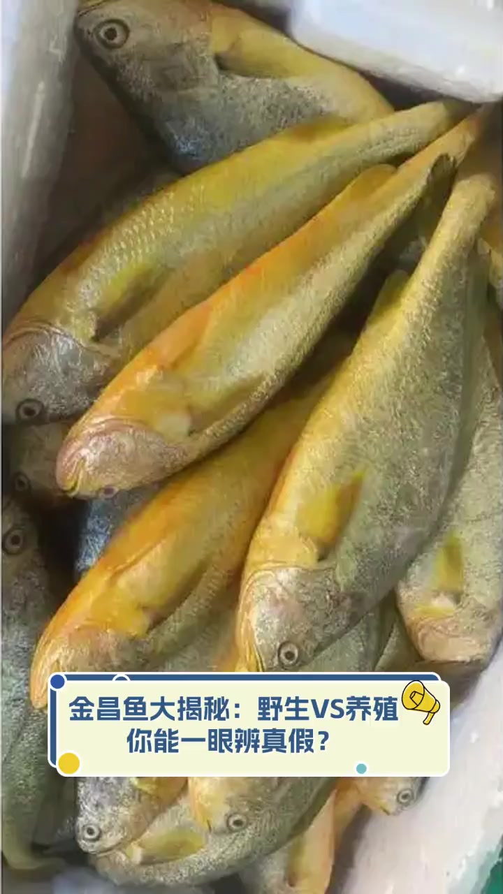 金昌鱼大揭秘:野生VS养殖,你能一眼辨真假?