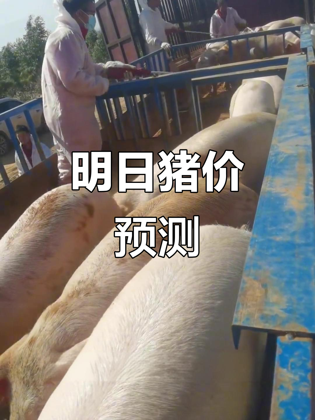 广东猪价上涨,全国生猪市场分析