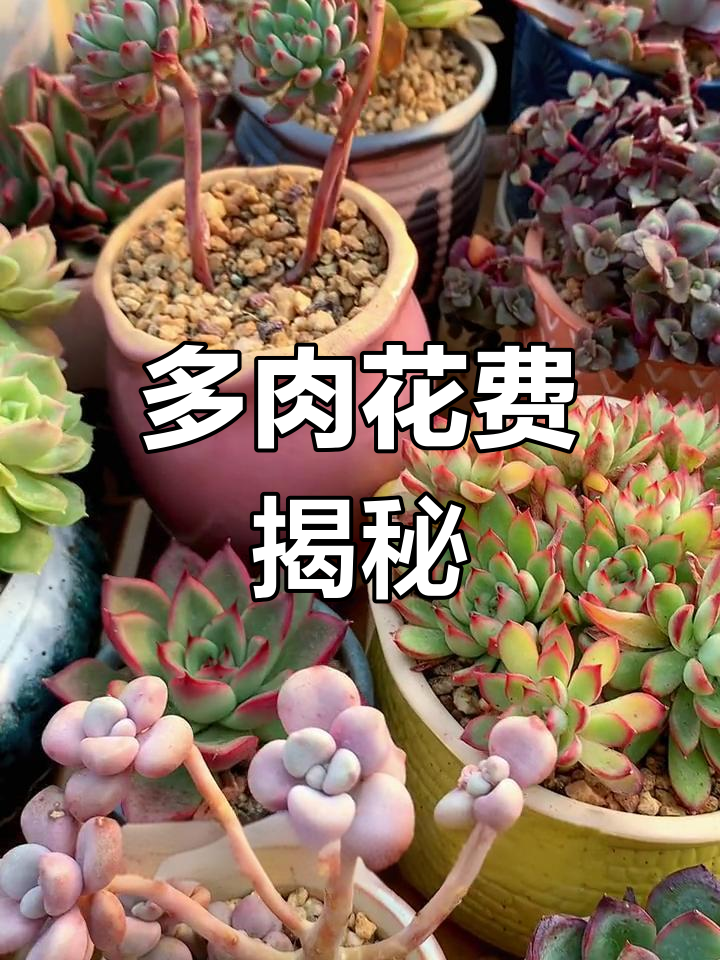买多肉花了20,花盆却要100?新手必看!