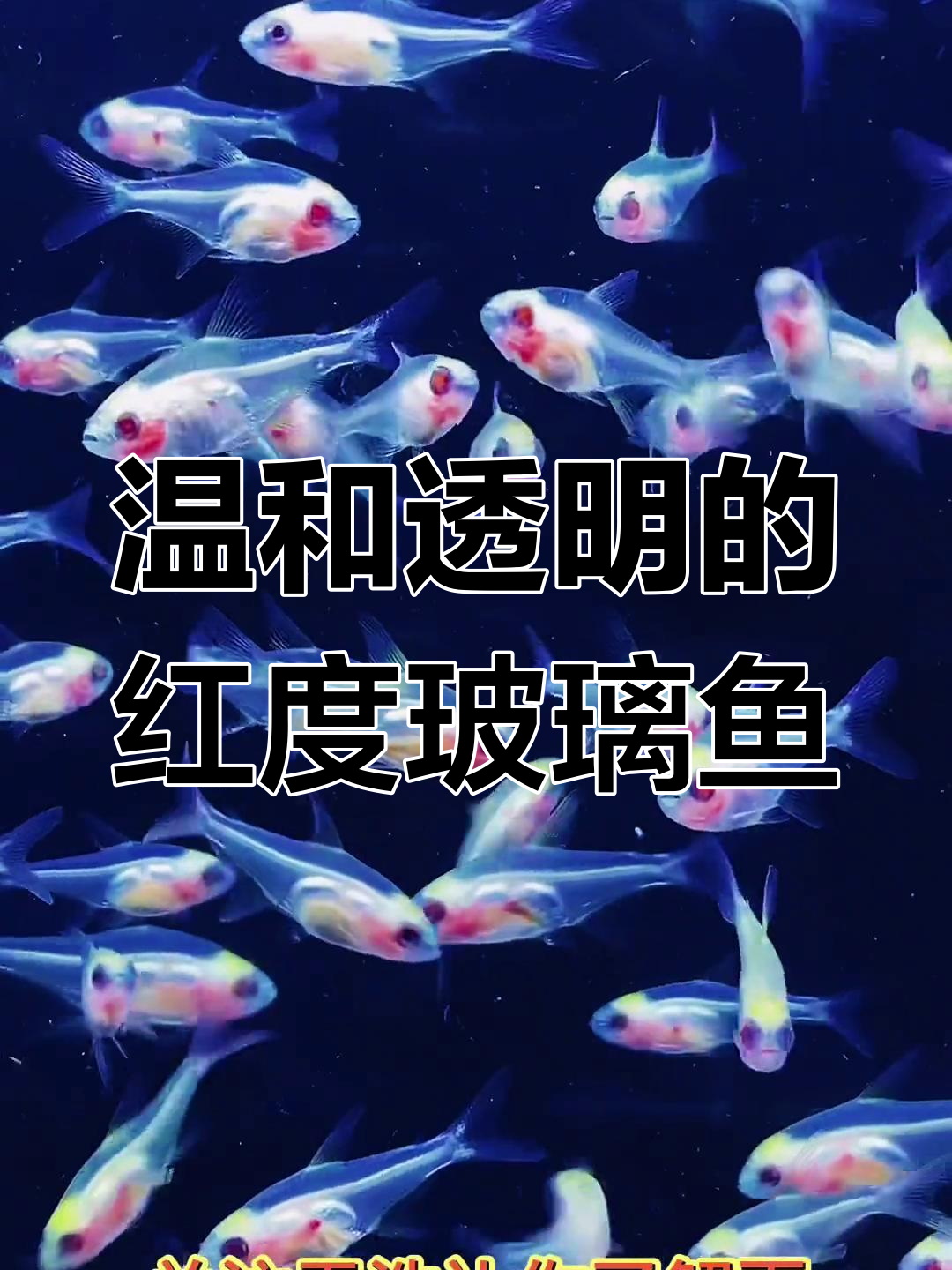 红度玻璃鱼:南美洲的透明小鱼