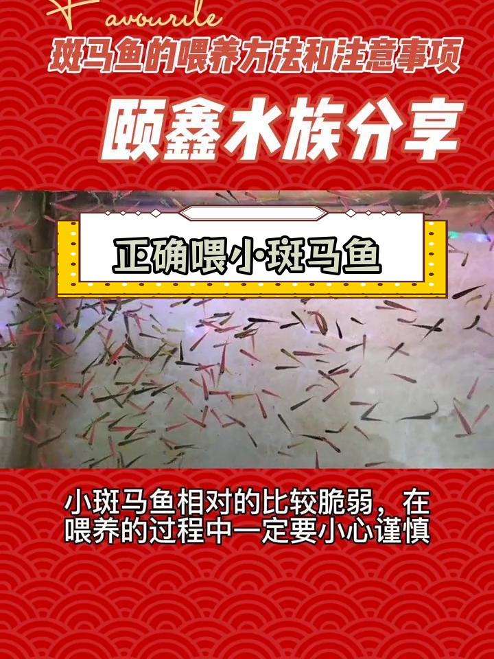 小斑马鱼喂养技巧与注意事项