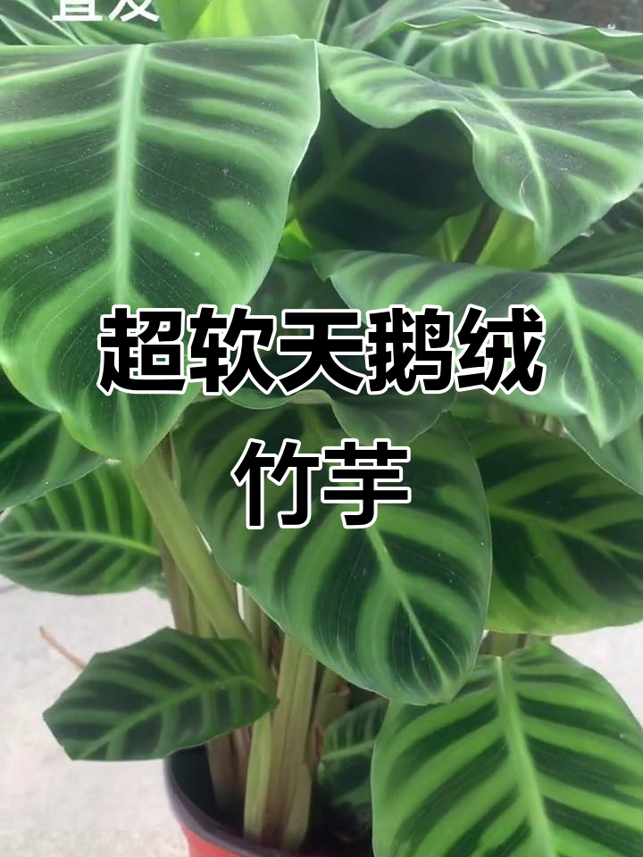 手感超绒的天鹅绒竹芋,室内绿植新宠!