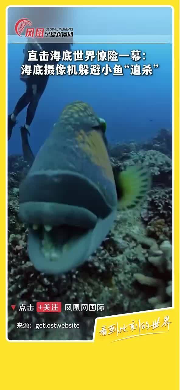 这才是真实的大鱼吃小鱼游戏!摄像机 海底 小鱼