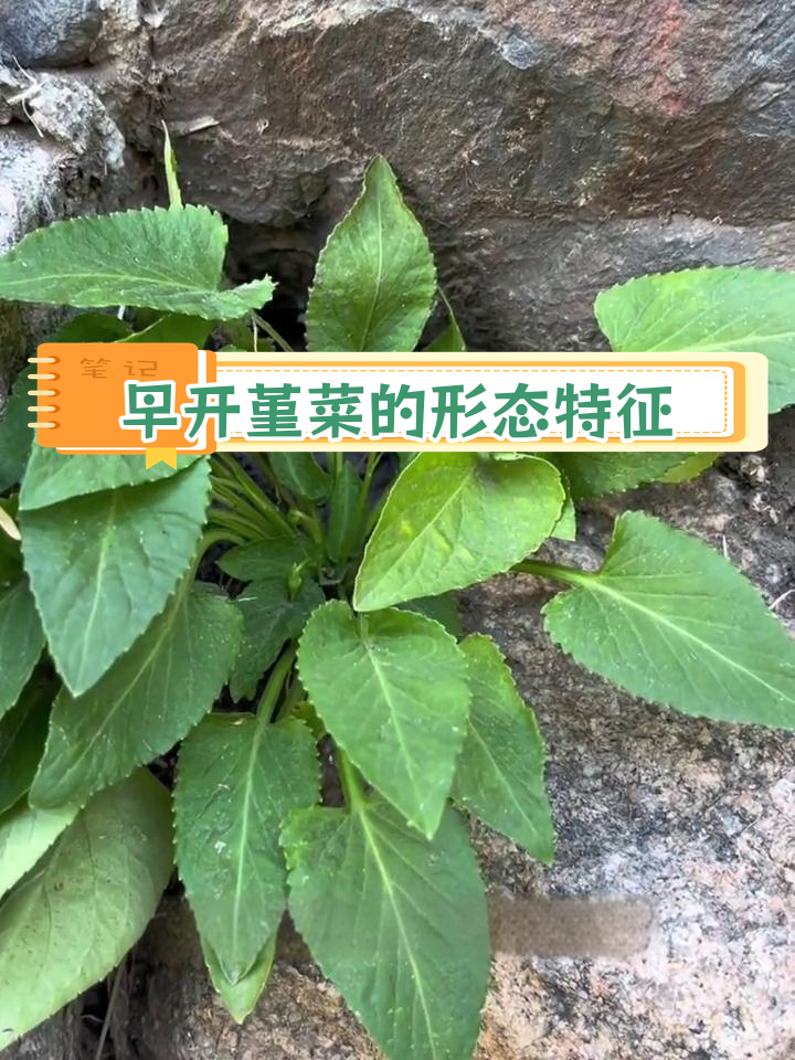 早开堇菜与紫花地丁的区别解析