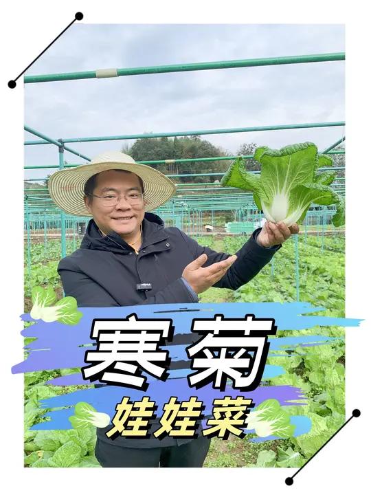 寒菊娃娃菜 叶面有凸起,口感不错,叶面无毛,外形似绿色菊花,所以得名寒菊。丝瓜蔬菜研究所 
