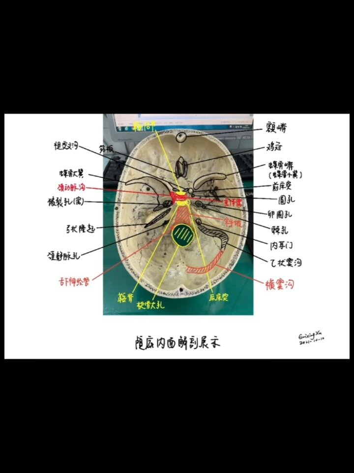 颅底解剖大全