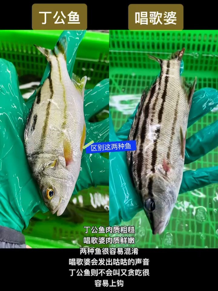 多区分丁公和唱歌婆