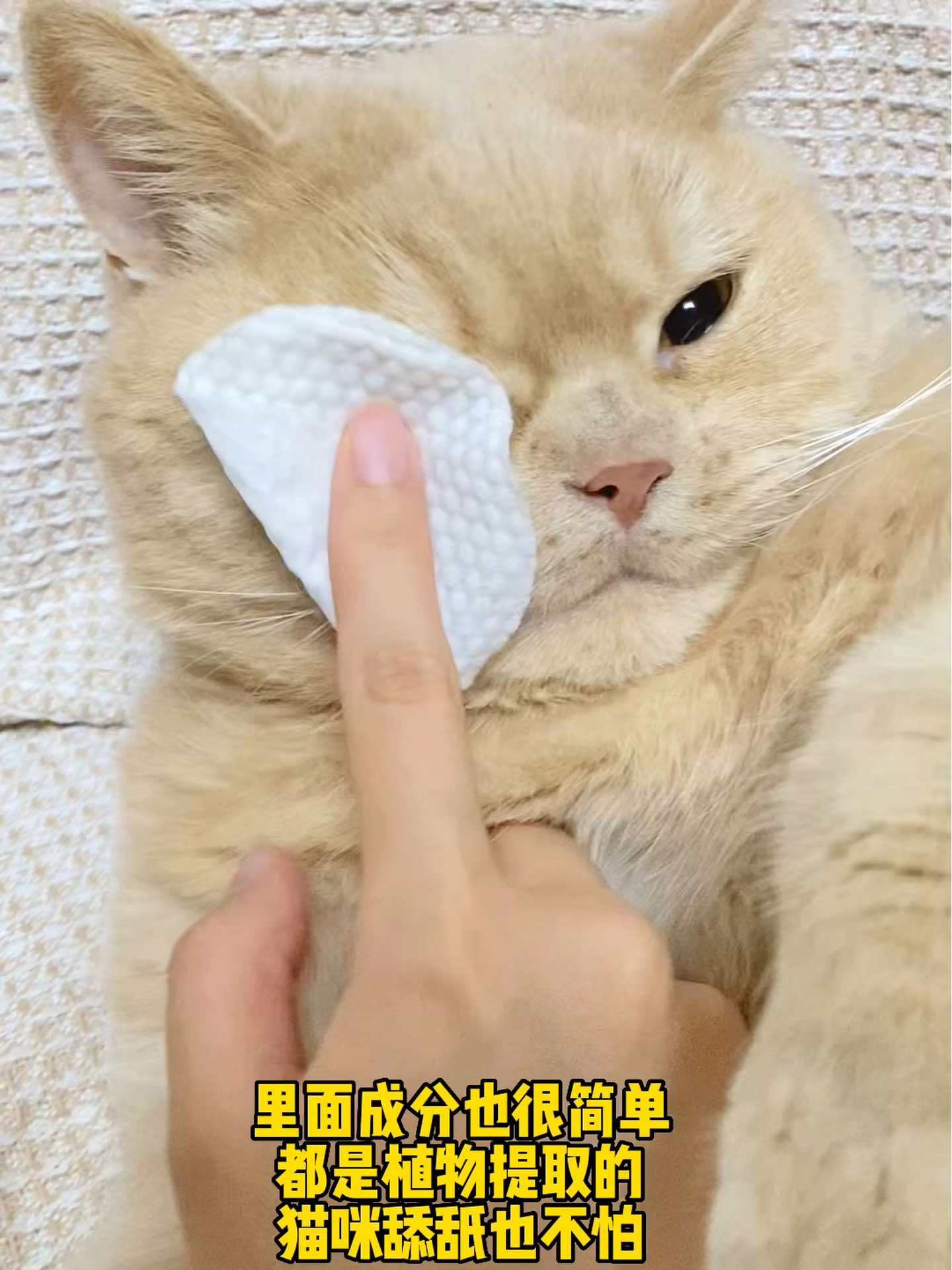 每天一回家就要给肥猫擦脸,咖喱真是泪痕片消耗大户 猫咪