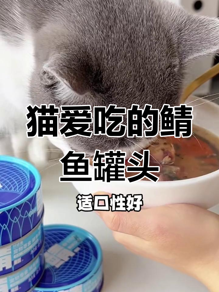 猫咪不爱鱼油?试试这款美味鲭鱼罐头,营养又适口