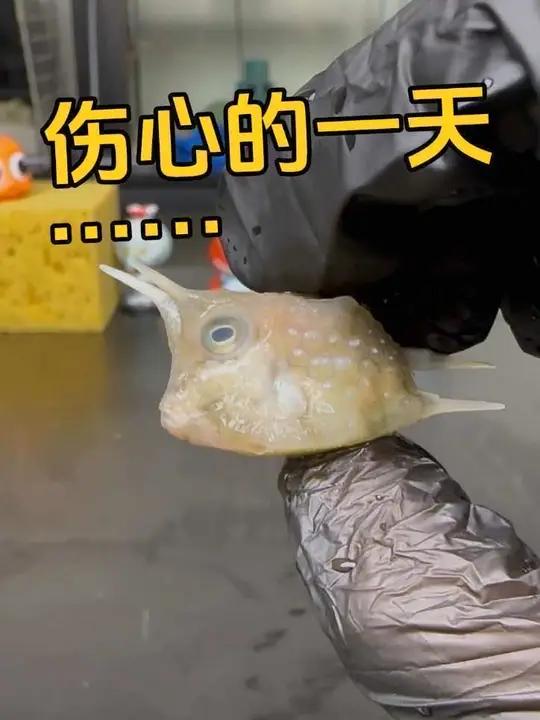 哎……最后也是万不得已了