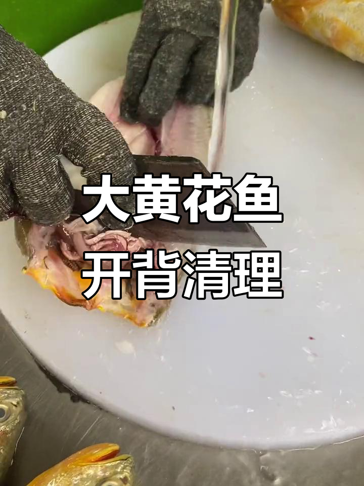新鲜大黄花鱼开背处理,鱼肉鲜美无内脏