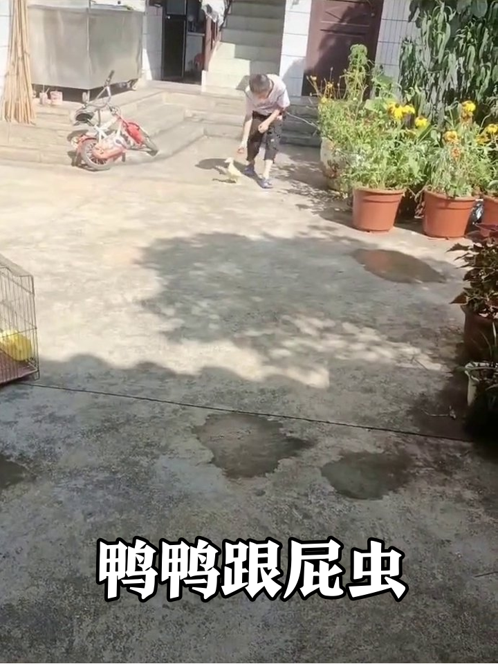 小男孩遛弯被小黄鸭疯狂跟拍,弯腰抓鸭反被溜成表情包