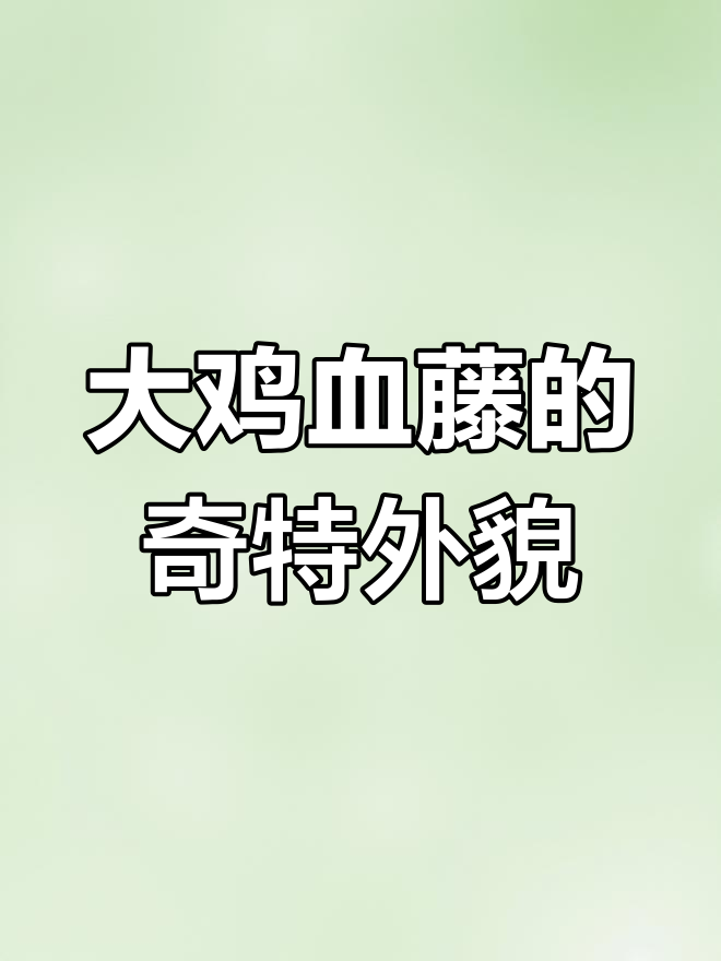 发现罕见大鸡血藤,叶子像葛根,果实如桩豆