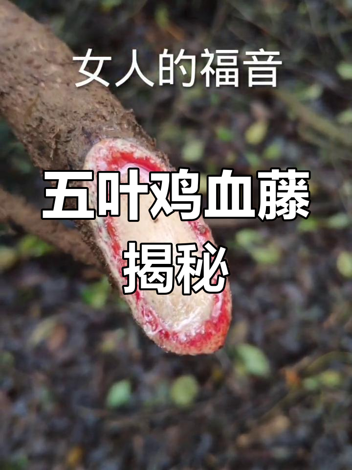 鸡血藤五叶,大山里的宝贝你认识吗?