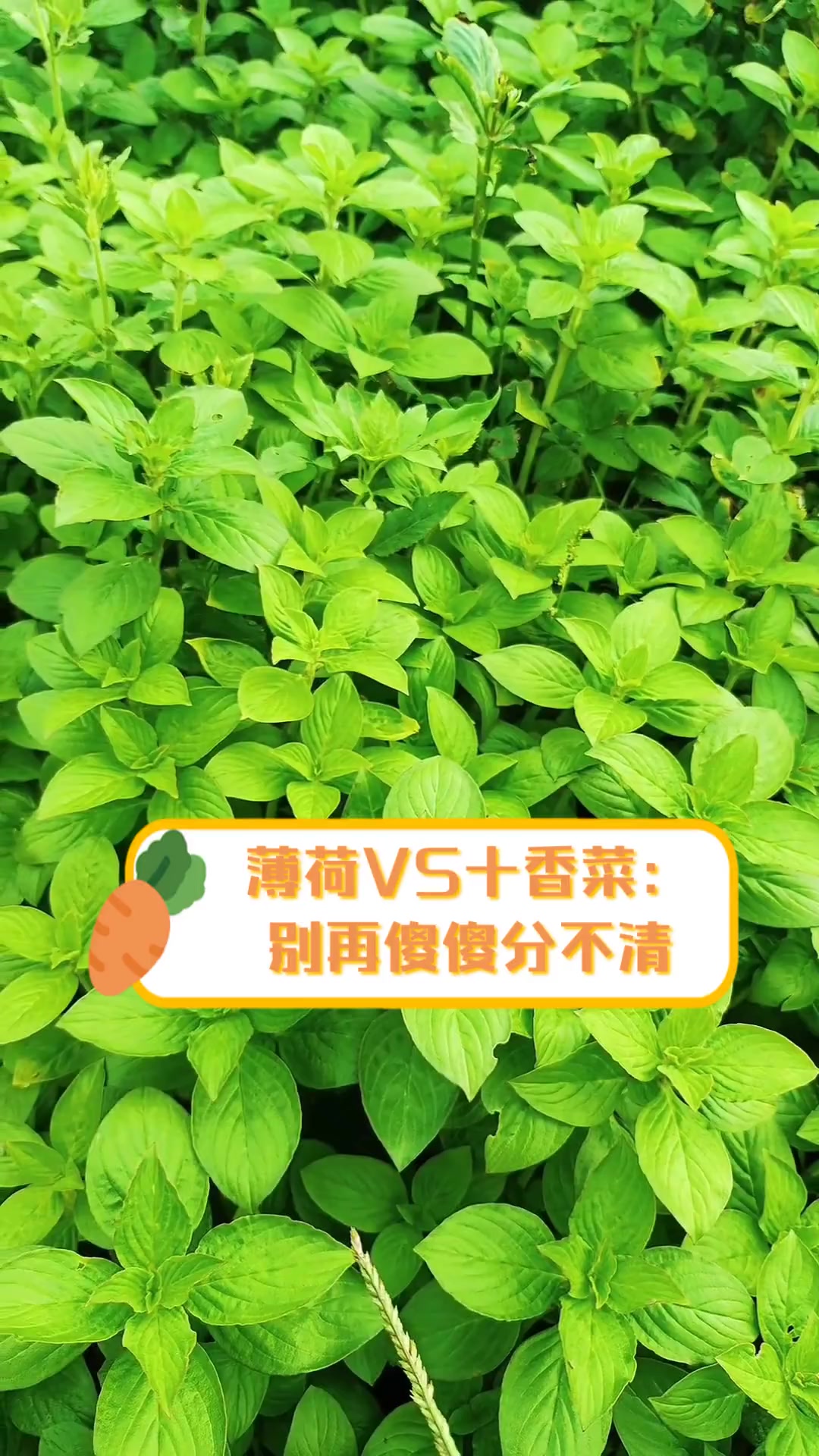 薄荷VS十香菜:别再傻傻分不清