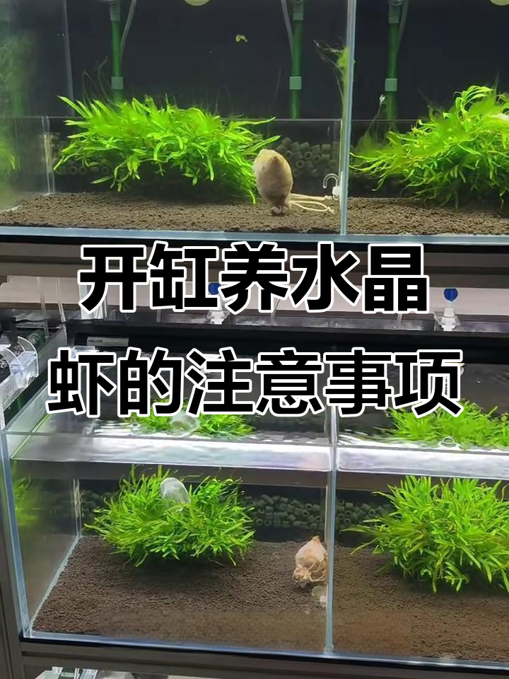 水晶虾开缸常见问题与解决方法