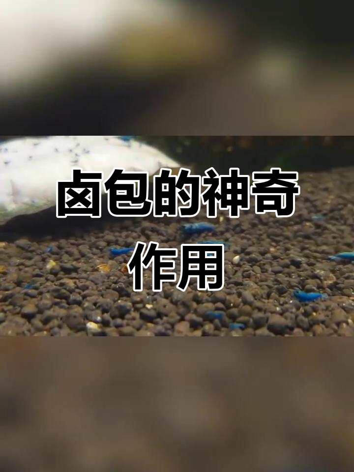 水晶虾养殖秘诀:卤包让水质更清新