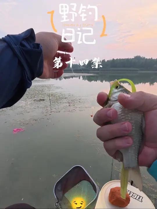 夏季钓大鲫鱼