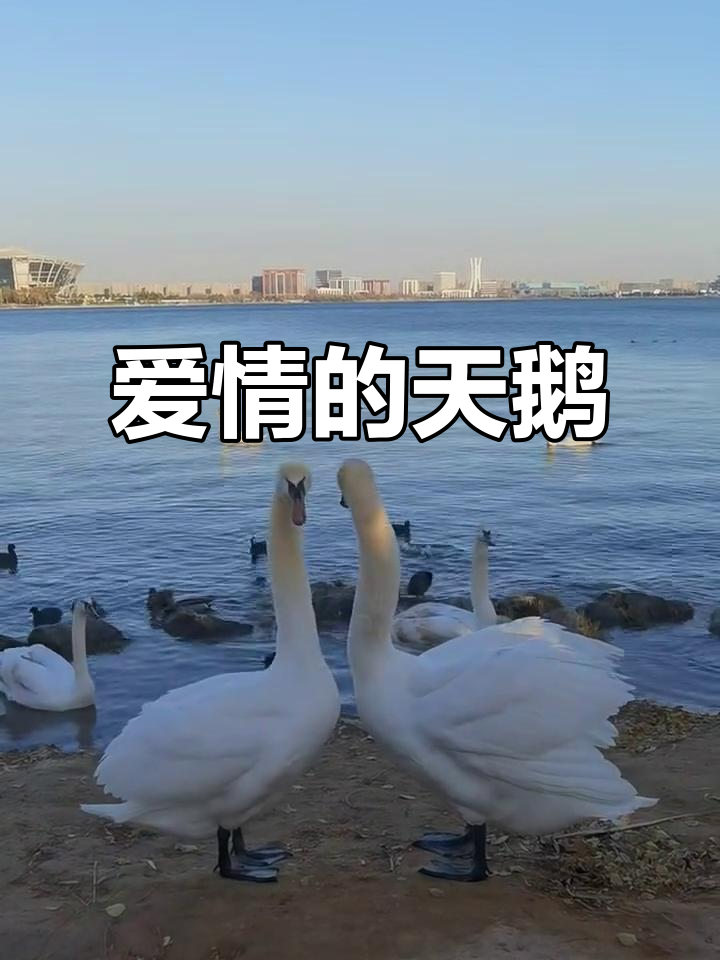 天鹅的心形求偶,象征着永恒的爱情与忠诚