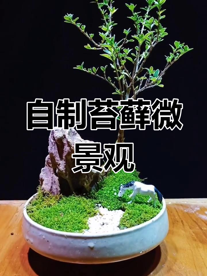 轻松DIY苔藓微景观,打造自然小世界