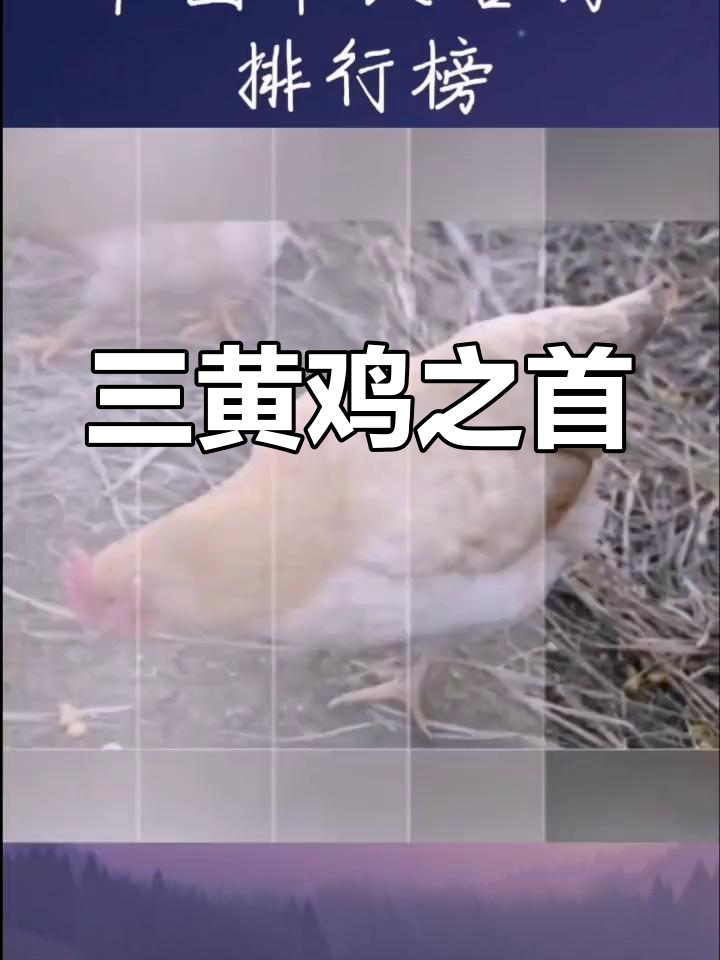 岑溪三黄鸡:十大名鸡之一