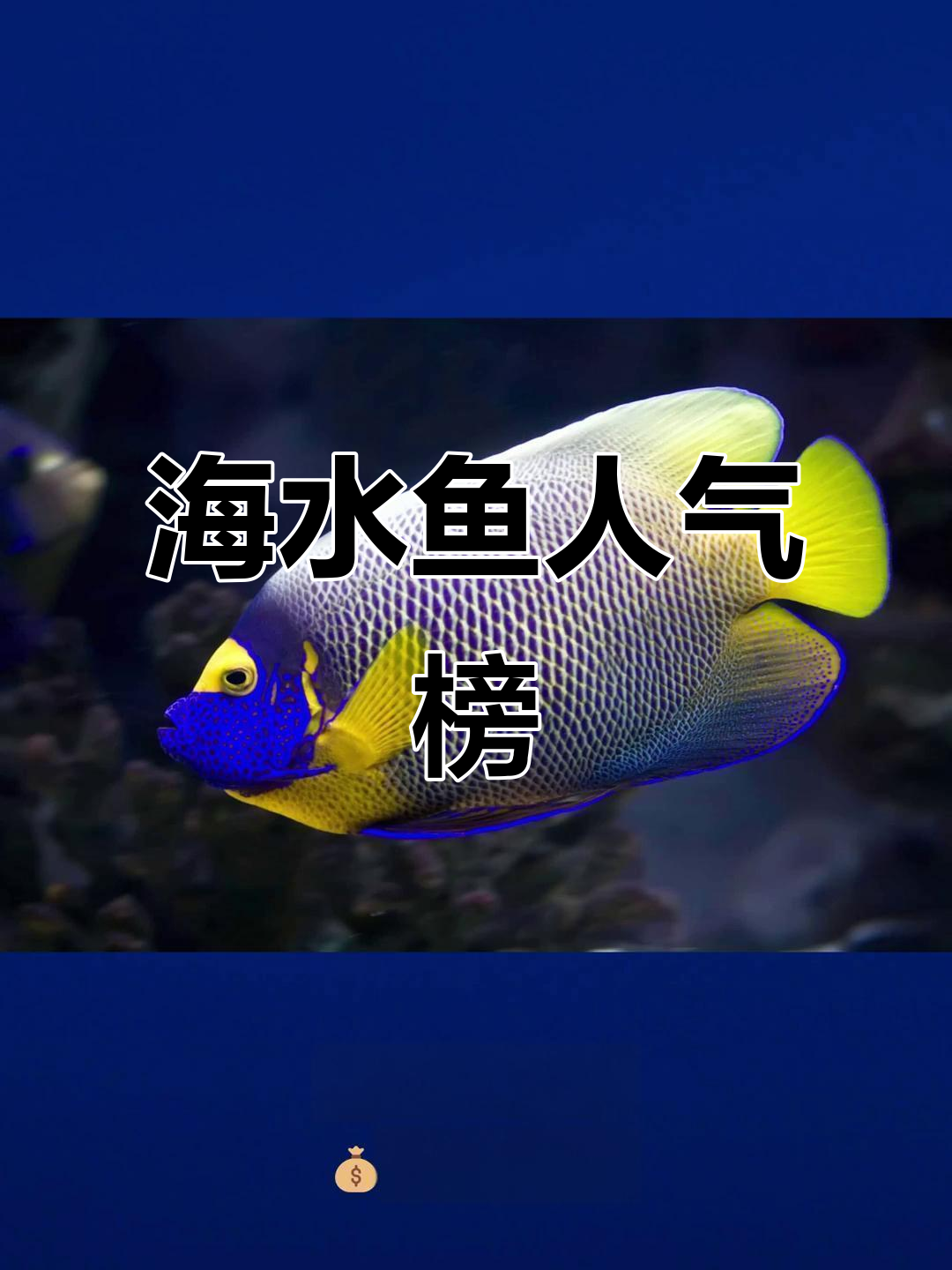 海水鱼热门排行,女王、法仙等各具特色