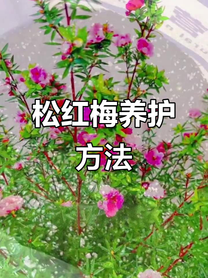 松红梅养殖技巧:从土壤到光照全攻略