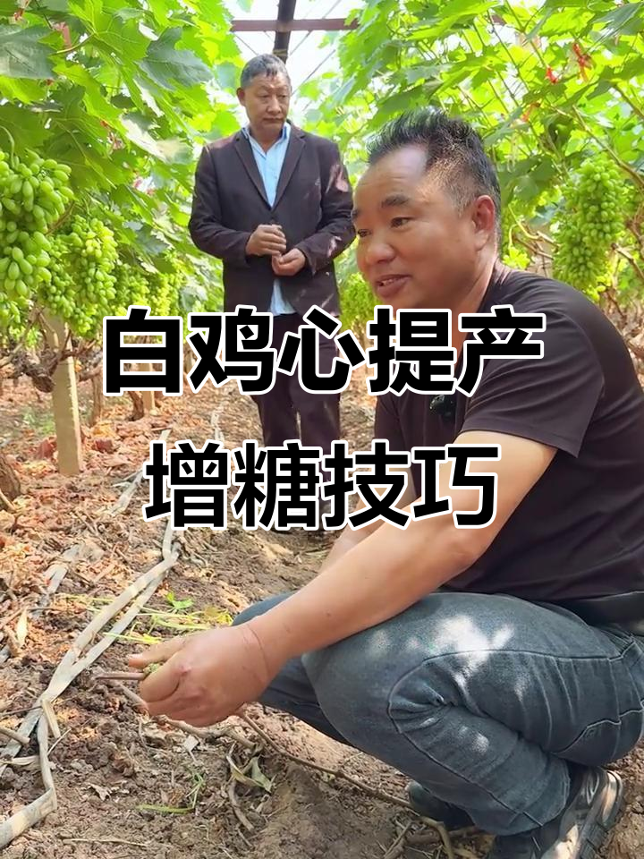 元谋白鸡心葡萄如何提高产量与糖分积累?
