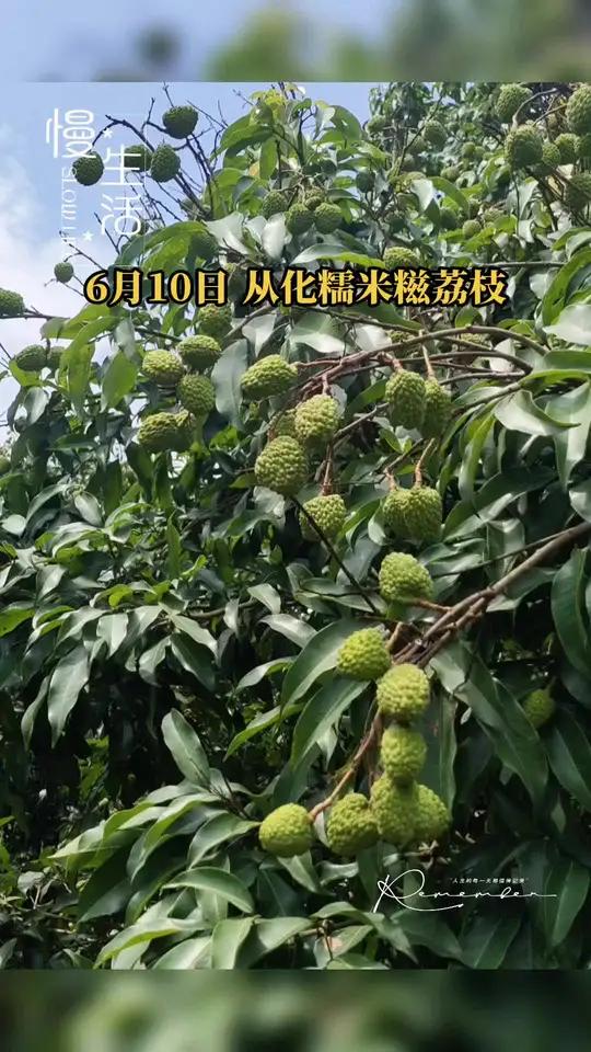 满挂青绿的糯米糍荔枝，透着生机与希望！