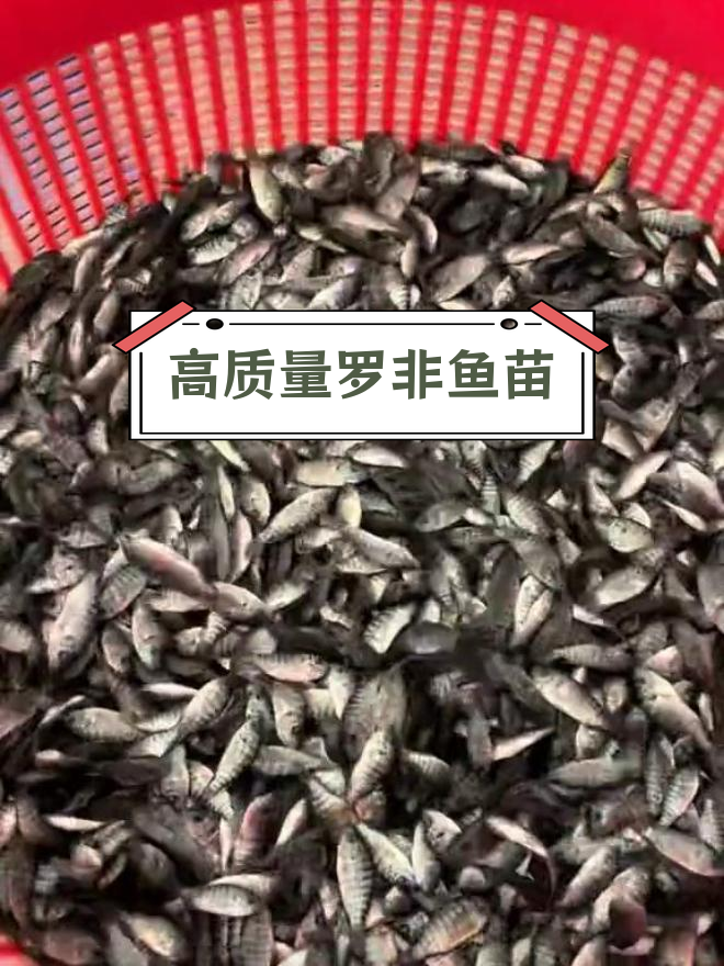 泰国青宝路罗非鱼苗,生长快、肉厚、雄性转化率高