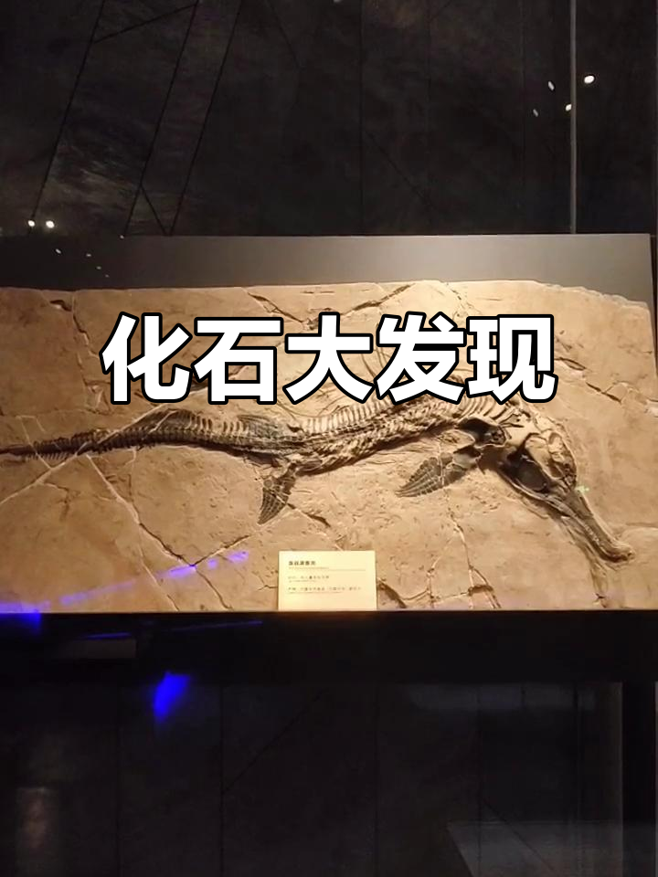 贵州博物馆惊现混鱼龙化石,震撼特写!